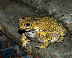 Asian common toad emerges after first monsoon rains in great numbers. It is toxic to eat and thus very invasive species where it has been introduced by humans, lacking natural predators.
