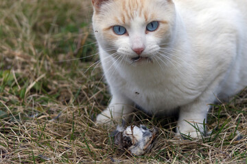 A white pet cat with feathers in its mouth after killing a wild bird