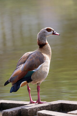 Egyptian goose near to the water