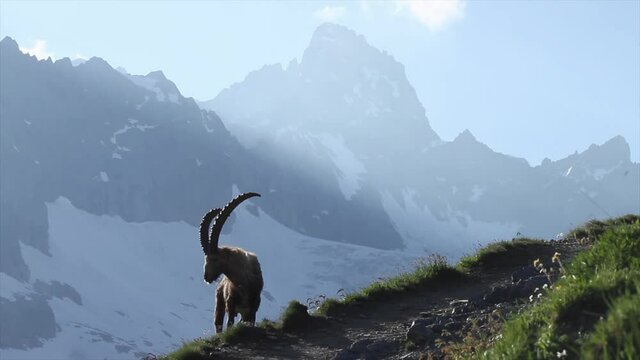 Alpine ibex grazing with snowy mountain backdrop, Italian Alps