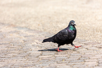 Pigeon walking in a park