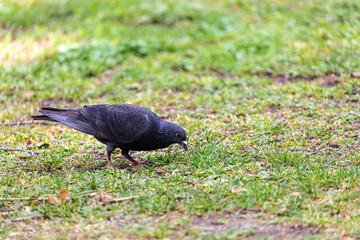 Pigeon walking in a park