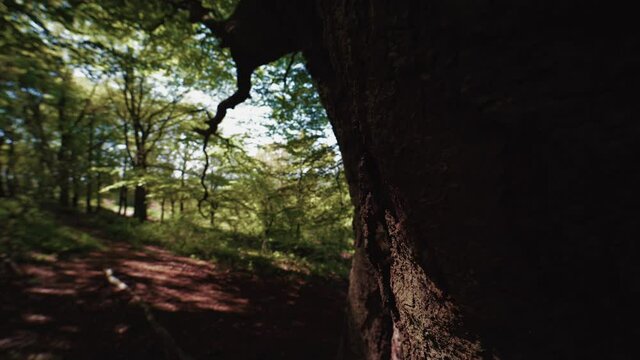 "Woodland Scene" Images – Browse 1,456 Stock Photos, Vectors, and Video ...