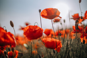 Obraz premium Poppy flowers meadow and nice sunset scene