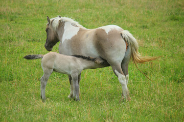 Fototapeta premium baby foal suckling milk in the meadow