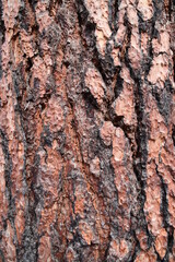 tree bark texture
