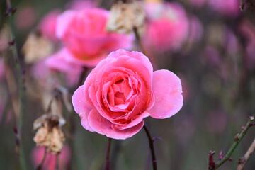 pink rose  with water drops in the garden