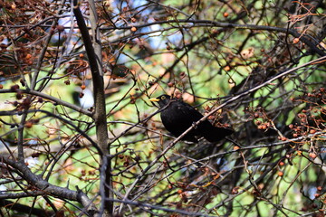 black bird on the tree
