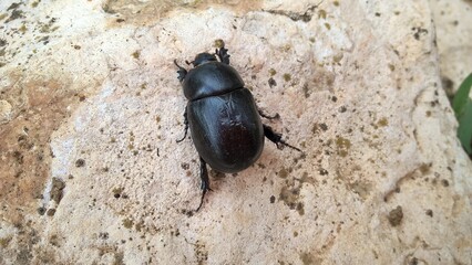 beetle on the stone
