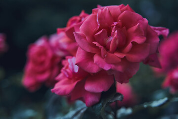 Red roses in a garden 