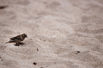 view of a little sparrow