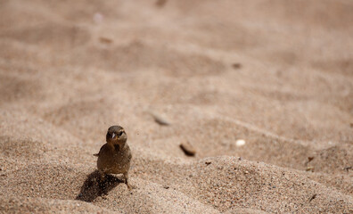 view of a little sparrow