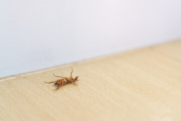 Dying and struggling cockroach
