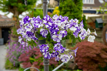 Obraz na płótnie Canvas purple white Hanging basket Petunias
