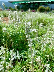 Blooming Mealycup sage.