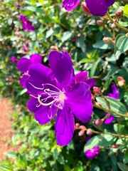 Blooming Princess flower under the sun.