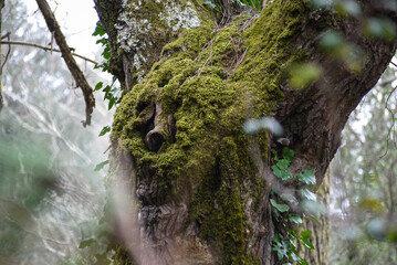 Mousse d'arbre