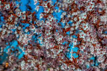 
Beautiful blooming cherry tree branches with pink flowers growing in a garden. Spring nature background.
