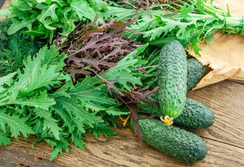 Salad ingredients – fresh cucumbers, arugula, dill, green onion and red mizuna (Japanese mustard) on the table