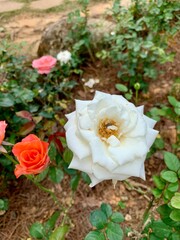 Obraz na płótnie Canvas A White Rose blooming in a summer garden