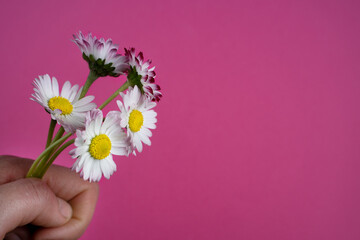The hand holding a bouquet of daisies on a pink background. Space for text. Banner