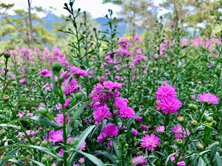 Fototapeta premium New york aster blooming in the summer.