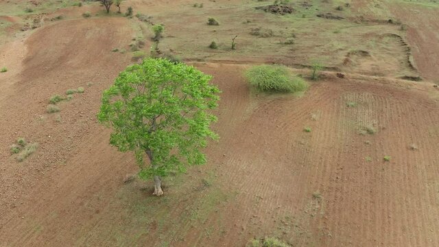 Aerial View, Isolated Tree In The Arid Desert Of Saswad, India