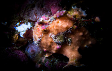 Frogfish blending with its surrounding