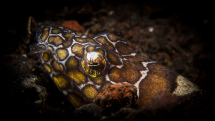 Napoleon snake eel buried under sand at Tulamben, bali