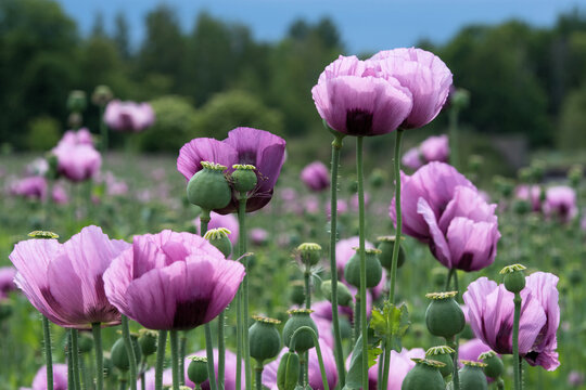 Backmohn bilder – Bläddra bland 223 stockfoton, vektorer och videor ...