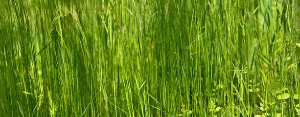 Panoramic wide angle wiew of tall spring grass