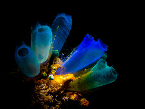 Magnificent blue sea squirt with its vivid colorations
