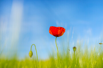 Beautiful common poppy with an open bouquet growing in a wheat field, focus on the stalk.