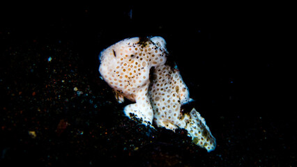 Frogfish dwelling at the bottom of the seabed