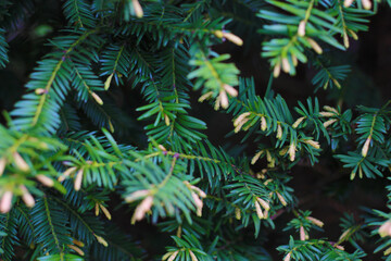 background of evergreen tree branches