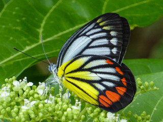 Schmetterling