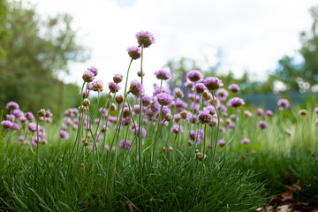Purple flowers in the garden. Onion, or chives, is a perennial herbaceous plant Latin name: Allium schoenoprasum.