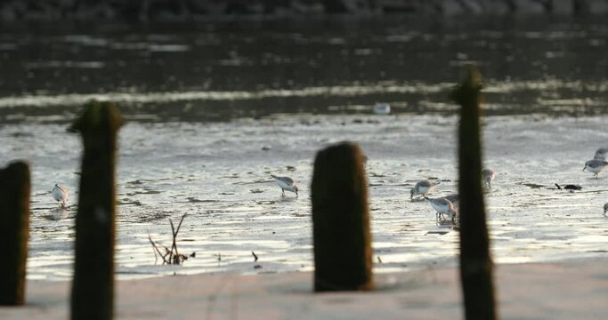 Flock Of Young Seagulls Wading And Feeding On The Harbor During Low Tide At Vieira Beach In Portugal At Dusk. -wide shot