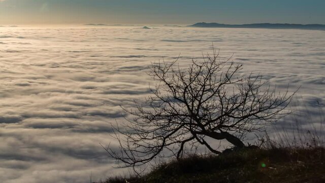 Lonely tree with moving Fog in the background, Timelapse with Sun Light on the Left