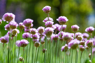 Purple flowers in the garden. Onion, or chives, is a perennial herbaceous plant Latin name: Allium schoenoprasum.