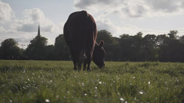 View of a single brown cow eating green grass ina park of Cambridge city, England