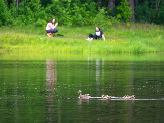 Fototapeta na wymiar A duck with little ducklings swims in the water against a background of grass and reflection in the water.