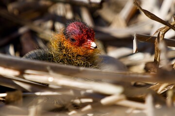 baby bird feeding