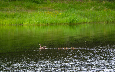 A duck with little ducklings swims in the water against a background of grass and reflection in the water.