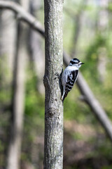 woodpecker, downy woodpecker, Dryobates pubescens, female, bird, gray, green, trunk, nature, tree, branch, perched, black, wing, songbird, avian, outdoors, forest