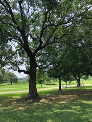 Obraz premium 緑豊かな公園