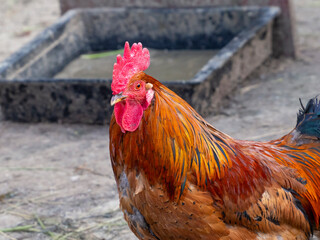 A rooster with colorful feathers, red eyes and a comb