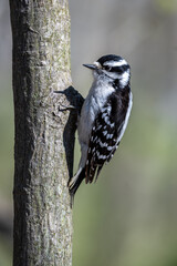 Downly woodpecker perched on trunk of a small tree