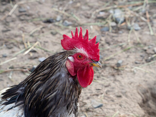 A rooster with colorful feathers, red eyes and a comb