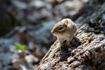 Close up of back lit chipmunk resting on a log with a blurred brown background